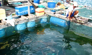 Ông Nguyễn Ao cho cá mú ăn tại bè ở Hòn Một, sắp phải di dời Ảnh: Đ.Q