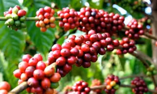 Xuất khẩu nông, lâm, thủy sản 7 tháng tăng 33,4%