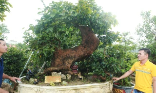 Chiêm ngưỡng ‘kho báu triệu đô’ từ núi rừng Yên Tử