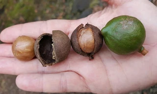 Vì sao hạt mắc ca đắt tiền?