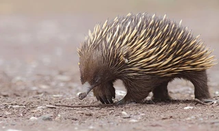 Những vũ khí đáng gờm của thú lông nhím