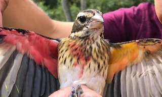 Kỳ lạ, chim có nửa cơ thể là đực, nửa là cái