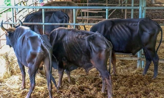 Hậu duệ bò tót rừng đói ăn, đứng không vững