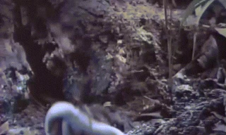 Nhện Tarantula kịch độc khiến rắn 'ba bước' nhận án tử