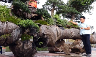 Khu rừng tạo tác trên gốc cây sao đen 6 tấn