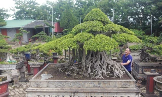 Ngắm cây sanh tiền tỷ mà chủ nhân đã bán nhà, gán ô tô mới rước được về