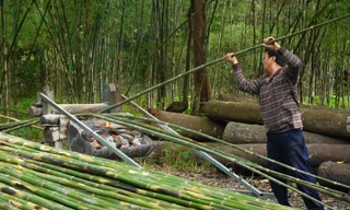 Nướng tầm vông thu tiền triệu ở miền Tây