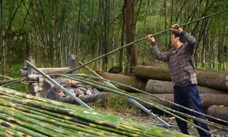 Nướng tầm vông thu tiền triệu ở miền Tây