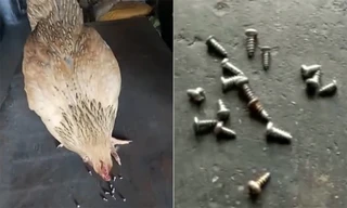 Kỳ lạ gà mái thích ăn đinh ốc sắt