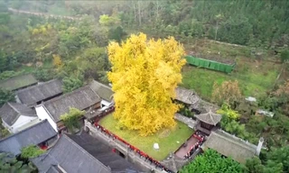 Bạch quả 1.400 năm tuổi ngả màu vàng rực