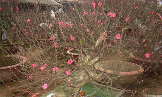 110 triệu ... thuê đào chơi Tết