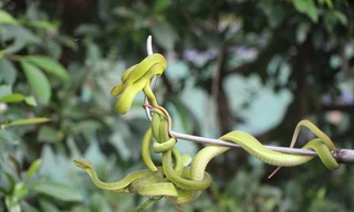 Hàng nghìn con rắn quấn dày đặc trên cây ở miền Tây