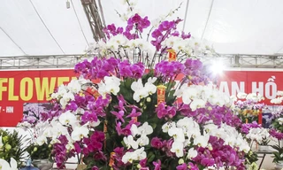 Ngắm chậu lan hồ điệp Đà Lạt 'khủng' giá 70 triệu đồng