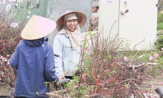 Đào Nhật Tân giá rẻ hút khách chơi rằm tháng Chạp