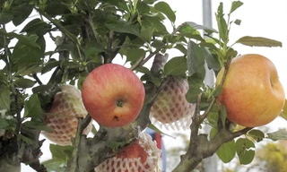 Chỉ còn chưa đầy nửa tháng nữa là đến Tết nguyên Đán nhưng trên nhiều tuyến phố của Thủ đô đã tấp nập bày bán các loại cây cảnh, hoa,… 