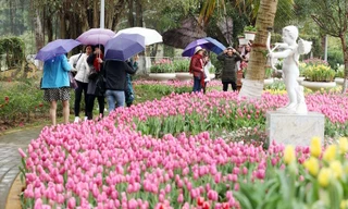 'Cánh đồng' hoa tulip Hà Lan lần đầu xuất hiện ven Hà Nội