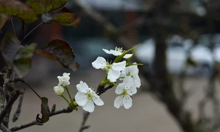 Nhà giàu Hà Nội chi tiền triệu chơi hoa lê rừng sau Tết