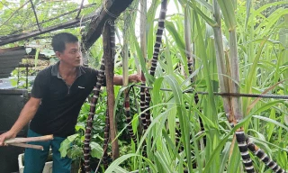 Dưa hấu ở đảo Đá Tây A chuẩn bị được thu hoạch 