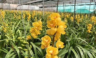 Địa lan Đà Lạt nở hoa vàng rực trước Tết khiến nhà vườn thất thu 