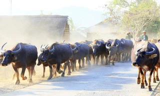 Trâu Lang Biang to lớn, có chất lượng thịt ngon nhất Việt Nam 