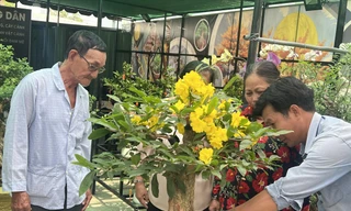 Mai siêu bông Bình Lợi hút khách săn tìm để chơi Tết ảnh: U.P