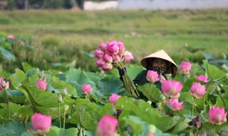 Đầm sen nở rộ, tỏa ngát hương thơm ở xã Kim Liên, huyện Nam Đàn, Nghệ An