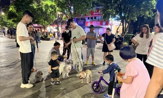 Chó không rọ mõm được đưa đến phố đi bộ Nguyễn Huệ (quận 1, TP HCM) 