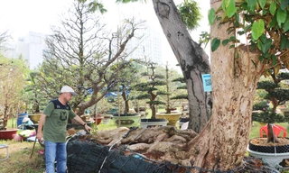 Cây vú sữa dáng nàng tiên cá được ra giá 350 triệu đồng tại chợ hoa xuân Phú Mỹ Hưng. Ảnh: Hữu Huy