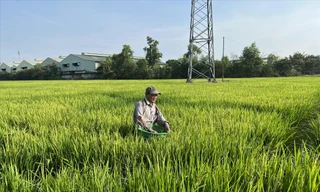 Ông Huỳnh Thanh Dũng nối nghiệp làm lúa của ông bà trên khu đất quy hoạch 