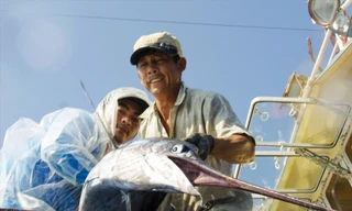 Chiếc mỏ nhọn hoắt của một con cá kiếm nặng 50 kg Ảnh: Văn Chương 