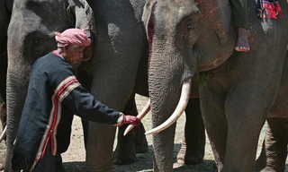 Con voi gắn liền với đời sống văn hóa của người dân Tây Nguyên