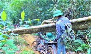 Cây chắn ngang đường, người giữ rừng phải luồn người đi qua 