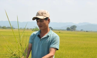 Người nông dân buồn vì lúa trổ bông nhưng lép hạt