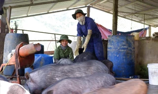 Những trí thức trẻ tình nguyện ở Đoàn 207 Ảnh: Nguyễn Thành 