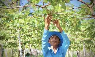 Một số vườn nho tại thôn Thái An đã bị khô héo vì thiếu nước Ảnh: KHÁNH NGUYÊN 