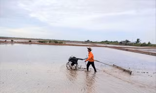 Đây là lần thứ 3 ông Lâm Văn Lập và các thành viên của HTX Diêm nghiệp Huy Điền cải tạo lại ruộng muối sau mỗi trận mưa