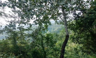 Trên 300 ha rừng ở xã Hòa Bình, huyện Bình Gia được cấp trái quy định Ảnh: Duy Chiến 