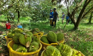 Việc giá sầu riêng giảm mạnh khiến nhiều hộ nông dân đứng trước bờ vực thua lỗ, vỡ nợ 
