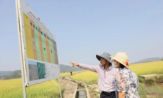 Mô hình trồng lúa giảm phát thải, tăng năng suất ở Đắk Lắk 