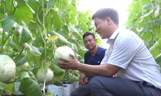 Anh Quyết (áo trắng) giới thiệu mô hình trồng dưa lưới 