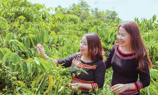 Vườn cà phê hữu cơ của anh Vương nằm trong mô hình du lịch cộng đồng