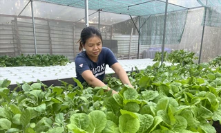 Chị Lê Thị Minh Phượng ứng dụng công nghệ cao trồng rau thủy canh tại phường Tân Tạo A, quận Bình Tân 