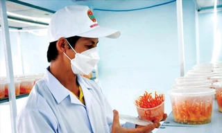 Phan Văn Hùng là điển hình người trẻ khởi nghiệp với nghề nông ở huyện Hòa Vang ảnh: Thái Lâm