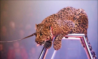 Con báo tấn công bà Lyubov. Ảnh: Siberia Times.