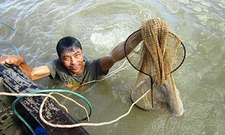 Nghề săn cá ngát 'khủng' trên sông Hàm Luông