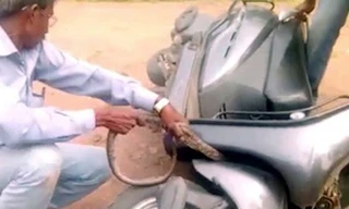 Ảnh cắt từ clip.