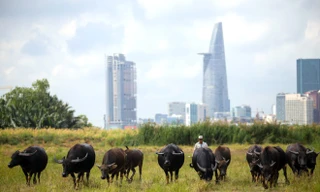 Cuộc sống du mục của người đàn ông chăn trâu giữa Sài Gòn