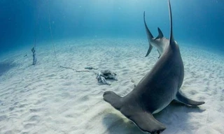 Bị phạt tù vì đấm cá mập đầu búa