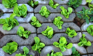 Giữa Hà thành trồng rau hốc đá như dân H'Mông