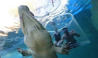 Lồng tử thần (Cage of Death) là điểm giải trí nổi tiếng, trong đó du khách sẽ được đối mặt với những con cá sấu nước mặn khổng lồ.